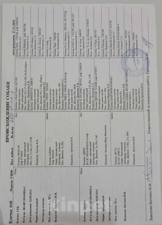 Собаки в Сураже: Продам щенков фокстерьера Девочка, 7 000 руб. - фото 4