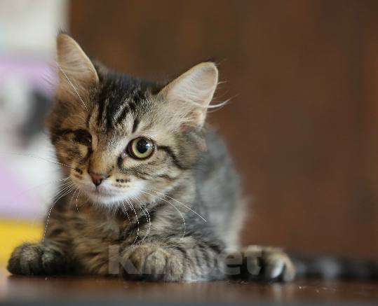 Кошки в Москве: Софушка хочет домой Девочка, Бесплатно - фото 3