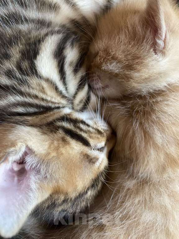 Кошки в Москве: Бенгальский мальчишка Мальчик, 15 000 руб. - фото 2