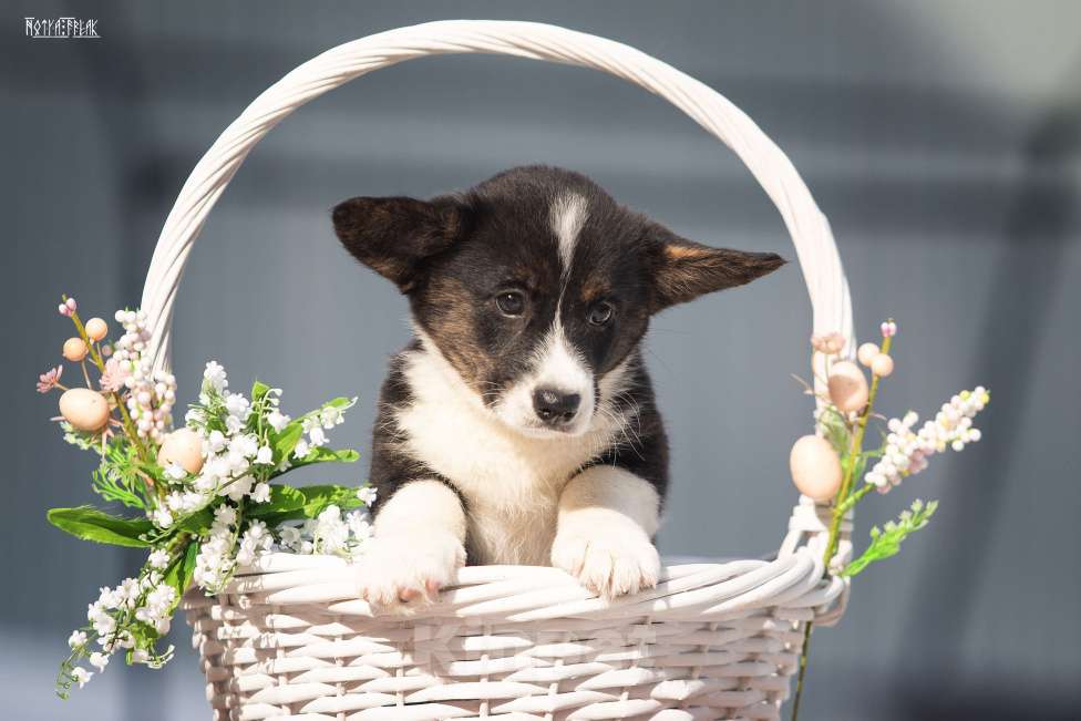 Собаки в Москве: Девочка корги Девочка, Бесплатно - фото 2