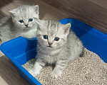 Кошки в Ижевске: Котята Разнополые, Бесплатно - фото 8