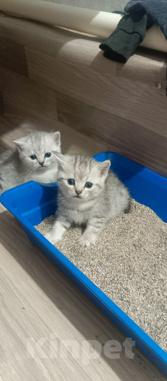 Кошки в Ижевске: Котята Разнополые, Бесплатно - фото 8