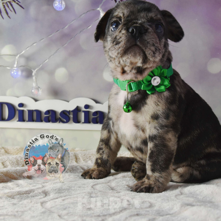 Собаки в Приморско-Ахтарске: Мальчик чёрный мрамор Мальчик, 85 000 руб. - фото 5