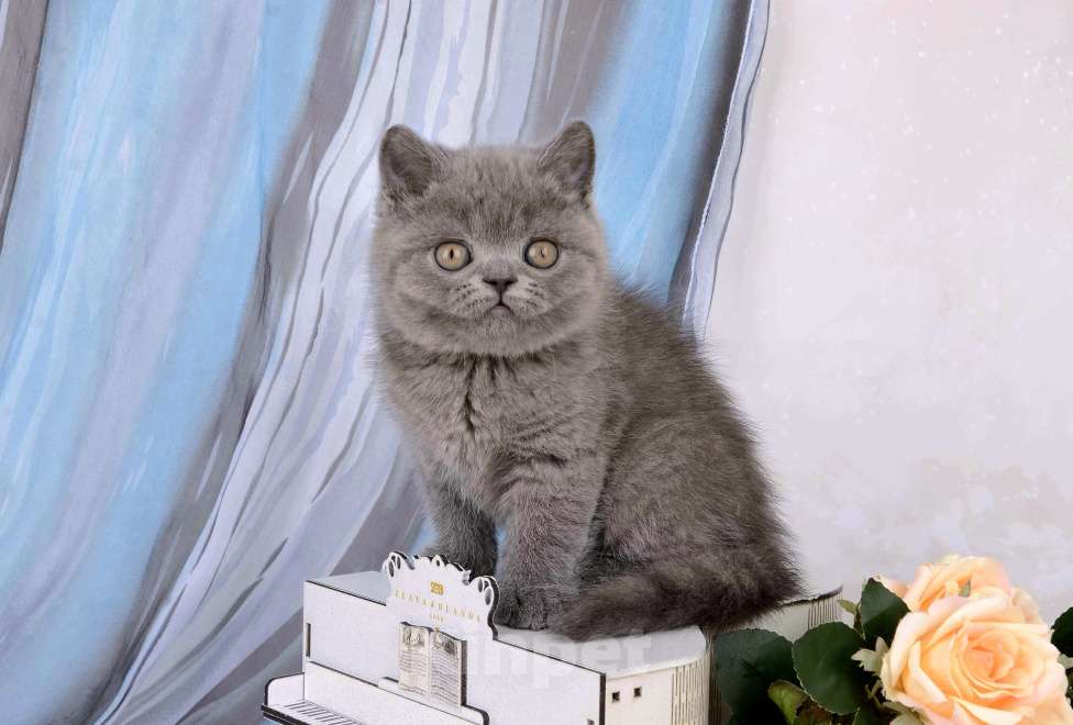 Кошки в Санкт-Петербурге: Британский котик, голубой окрас Мальчик, 65 000 руб. - фото 3