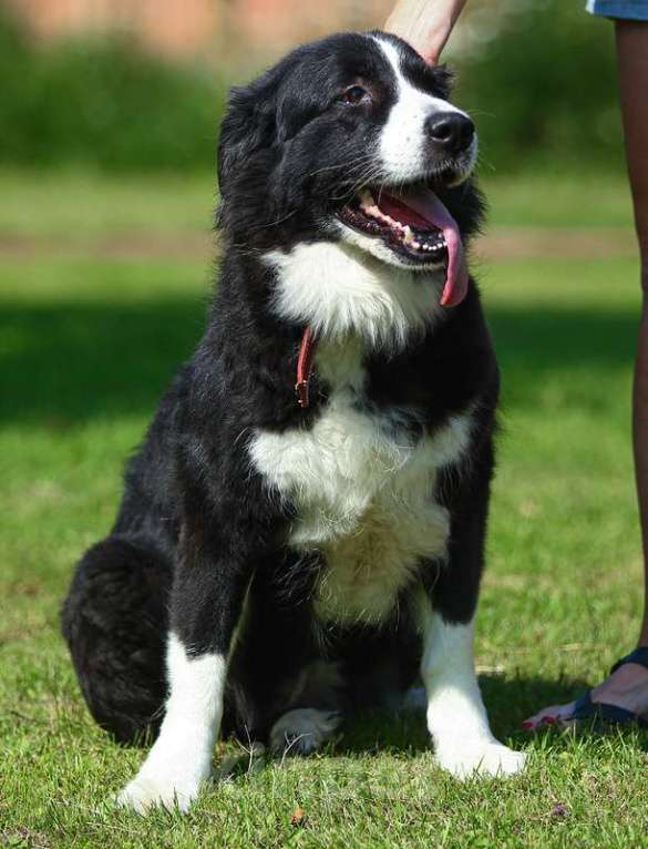 Собаки в Москве: Бордер-колли Маргоша в добрые руки Девочка, Бесплатно - фото 3