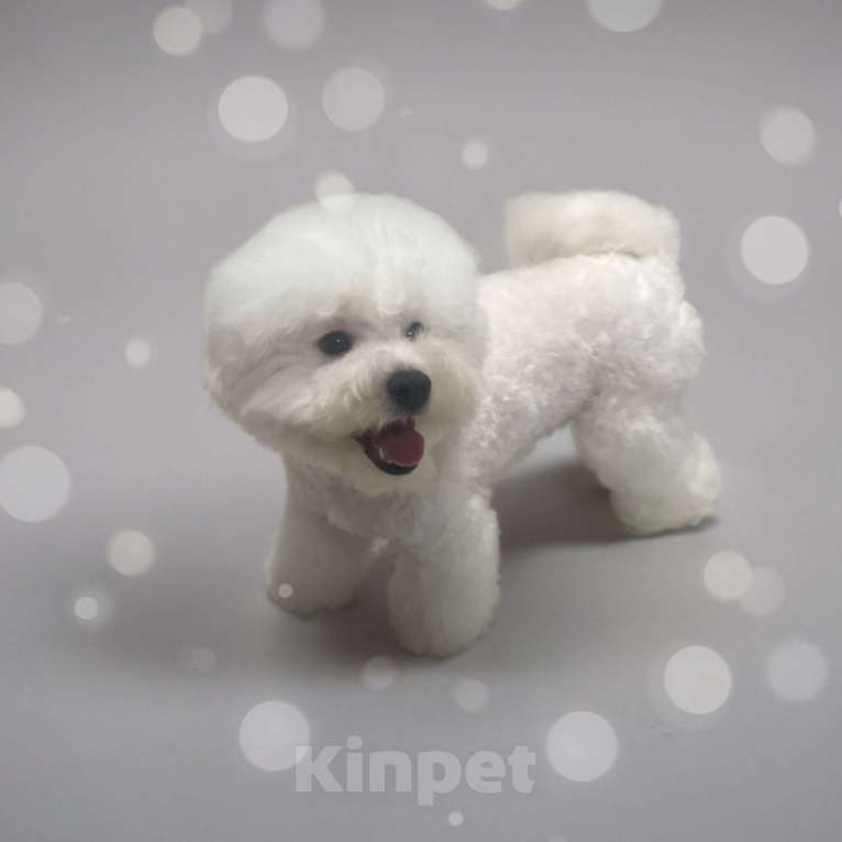 Собаки в Москве: Щенок бишон фризе  Мальчик, 140 000 руб. - фото 5