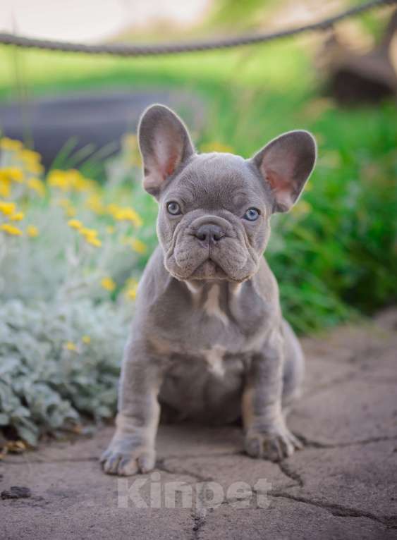 Собаки в Белгороде: Французский бульдог щенки Мальчик, 90 000 руб. - фото 3