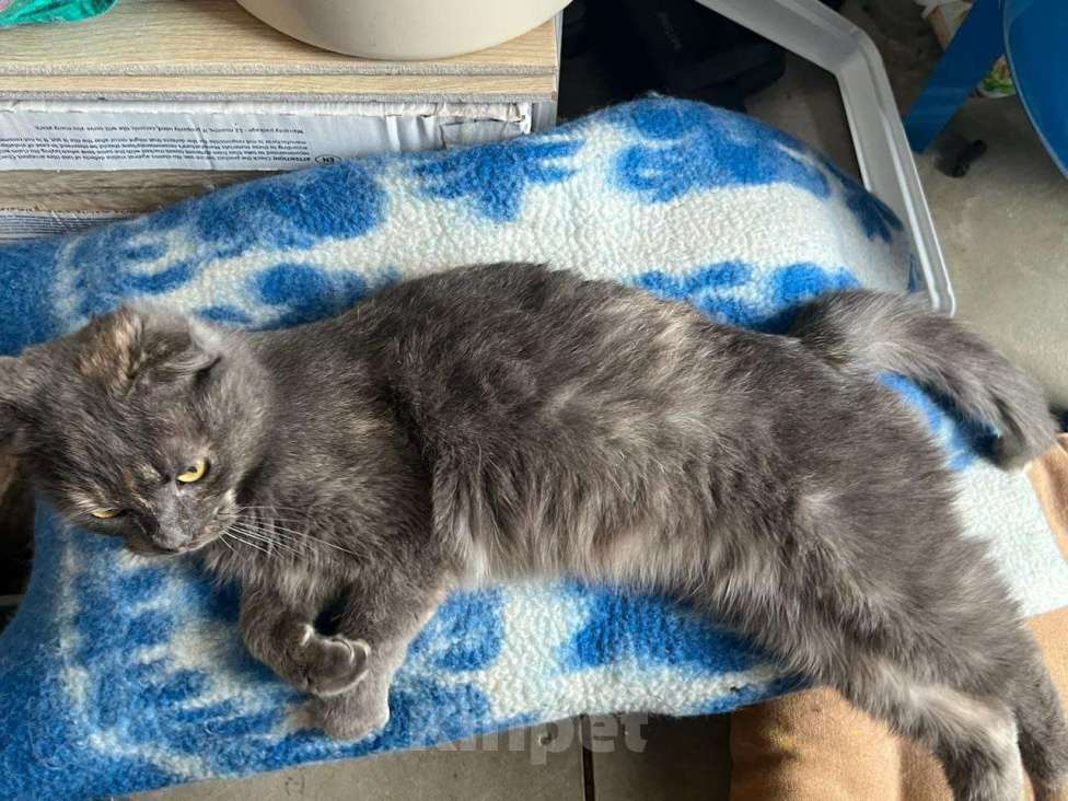 Кошки в Москве: Кошка Дакота ищет дом Девочка, Бесплатно - фото 4