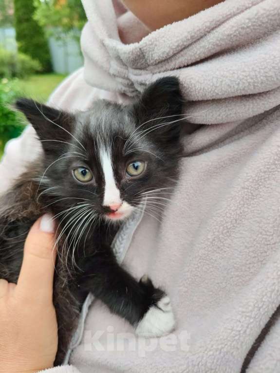 Кошки в Москве: Чудесный котенок Мальчик, Бесплатно - фото 4