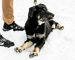 Собаки в Бронницах: Фунтик Мальчик, 1 руб. - фото 5
