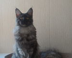 Кошки в Москве: Мейн-кун котёнок Девочка, 55 000 руб. - фото 6