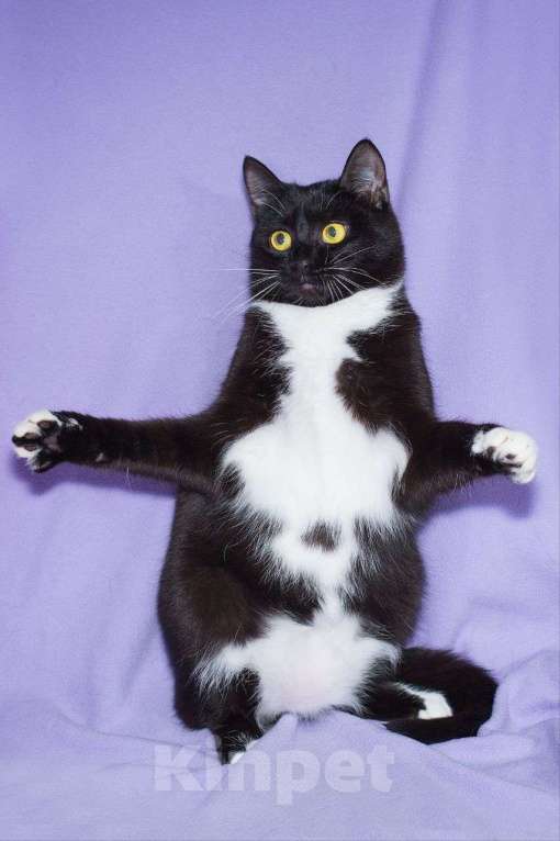 Кошки в Москве: Братик уехал, а Йенифер осталась дожидаться, когда же и ей повезет Девочка, Бесплатно - фото 3