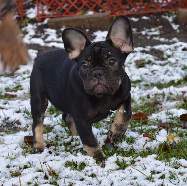 Собаки в Москве: щенки Девочка, 60 000 руб. - фото 1