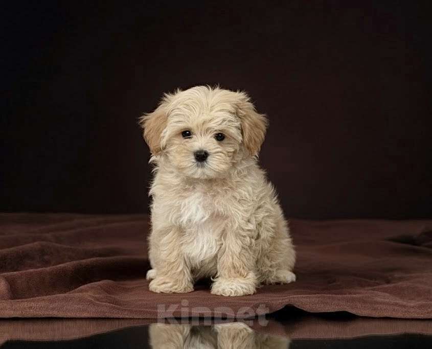 Собаки в Иркутске: Мальтипу f1 мальчики Мальчик, 75 000 руб. - фото 1