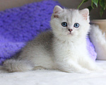 Кошки в Москве: Красивый мальчик серебристая шиншилла Мальчик, 70 000 руб. - фото 3