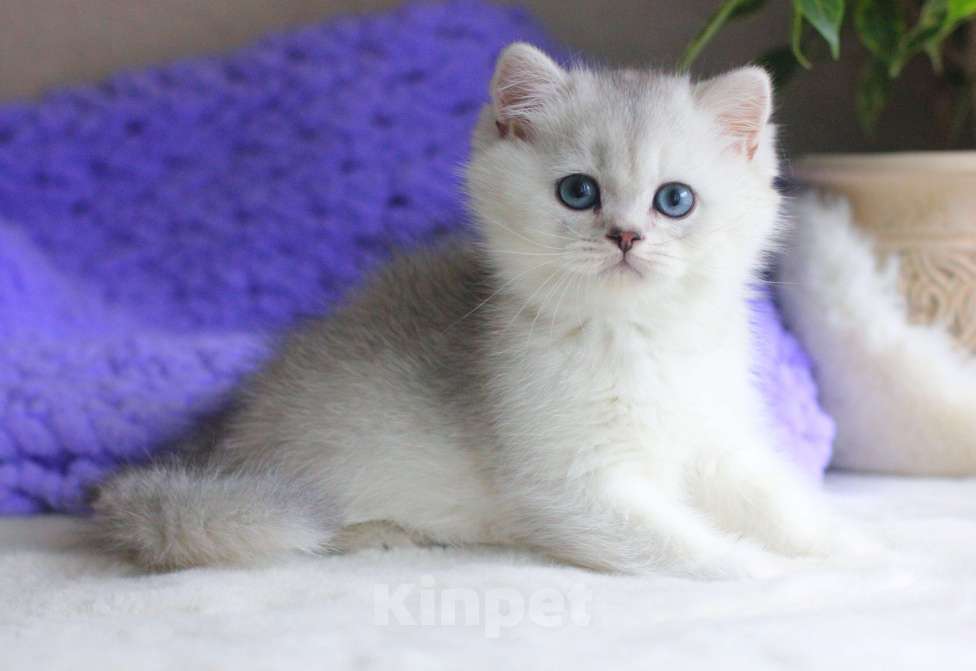 Кошки в Москве: Красивый мальчик серебристая шиншилла Мальчик, 70 000 руб. - фото 3