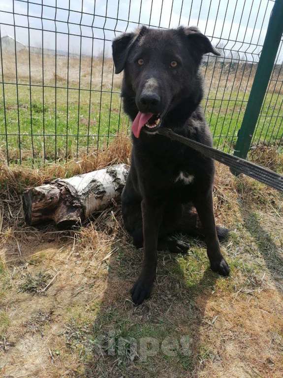 Собаки в Москве: Сури, собака с удивительными глазами Девочка, Бесплатно - фото 2