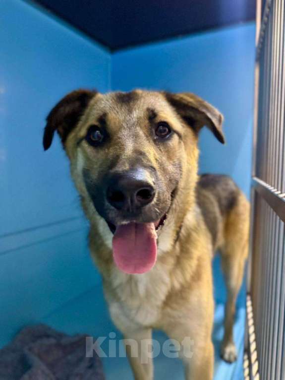 Собаки в Москве: Добрейший Трошенька ищет дом Мальчик, Бесплатно - фото 1