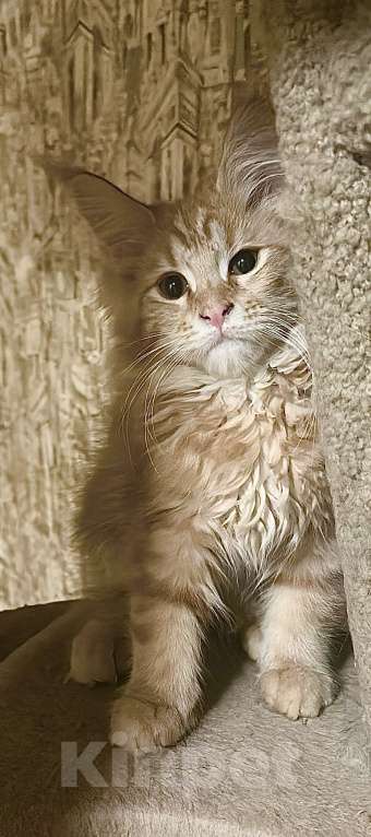 Кошки в Дмитрове: Котята мейн Девочка, 49 000 руб. - фото 2