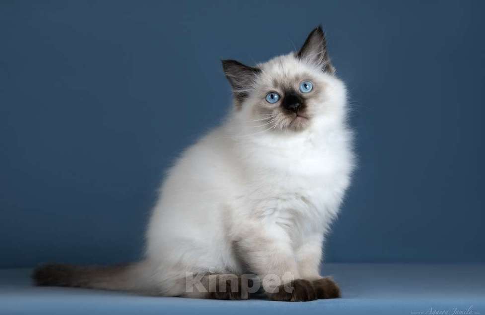 Кошки в Москве: Невский котенок Мальчик, Бесплатно - фото 3