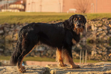 Ховаварт Ховаварт
