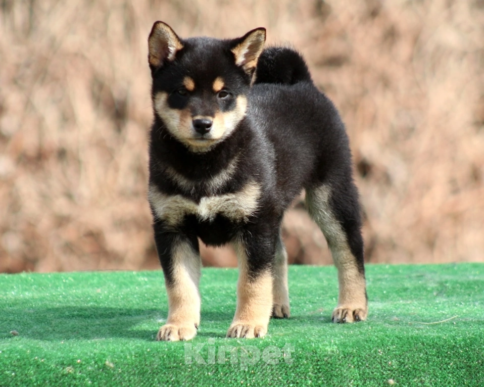 Собаки в Москве: Сиба ину мальчик Мальчик, 45 000 руб. - фото 2