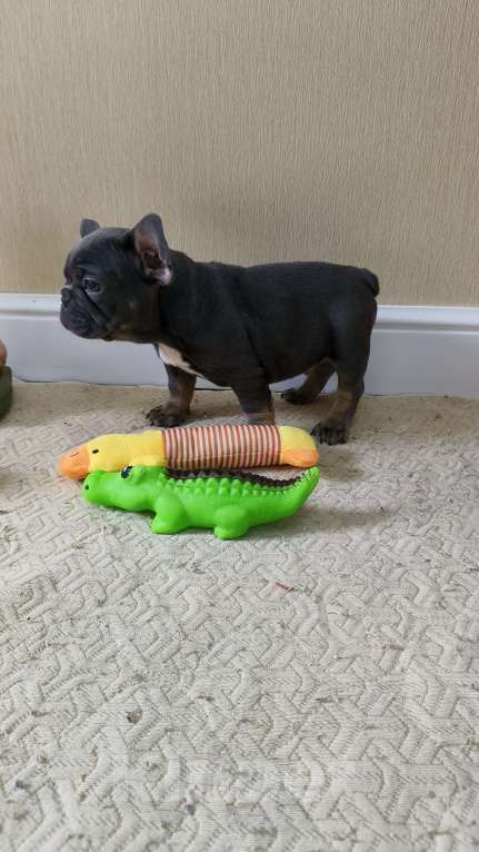 Собаки в Белореченске: Французский бульдог Мальчик, Бесплатно - фото 5