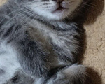 Кошки в Севастополе: Котенок дымчатый Девочка, Бесплатно - фото 3