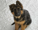 Собаки в других городах Красноярского края: щенки немецкой овчарки длинники Девочка, 45 000 руб. - фото 4