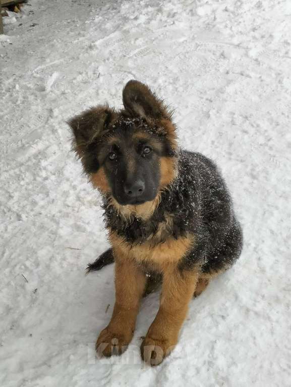 Собаки в других городах Красноярского края: щенки немецкой овчарки длинники Девочка, 45 000 руб. - фото 4