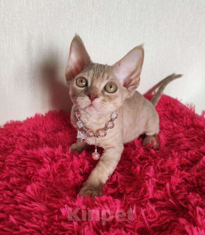 Кошки в Горячем Ключе: Котенок Девон Рекс девочка лиловая табби Девочка, 60 000 руб. - фото 2