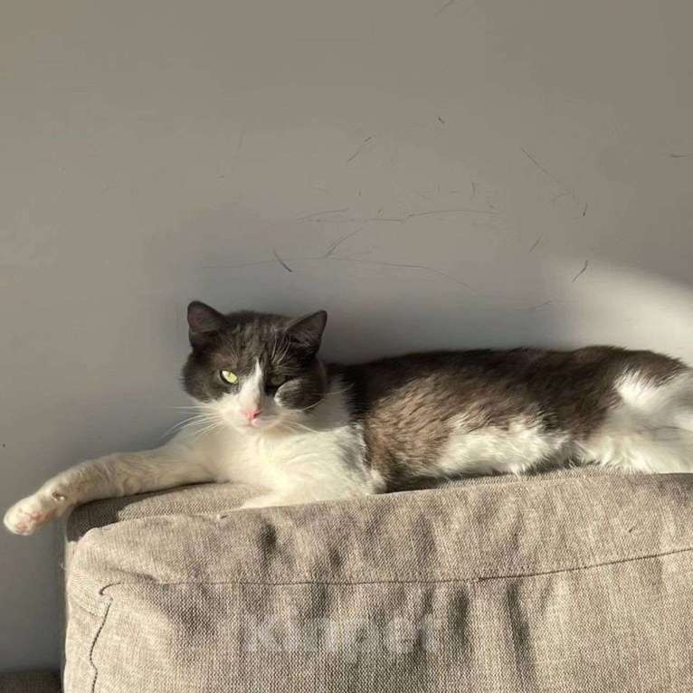 Кошки в Москве: Сахарка хотели усыпить Мальчик, Бесплатно - фото 2