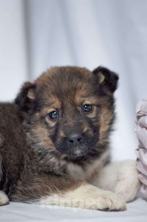 Собаки в Ногинске: Щенок девочка в добрые руки Девочка, Бесплатно - фото 8