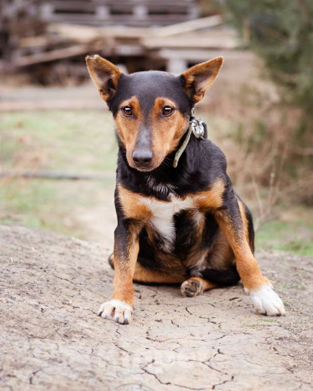 Собаки в Москве: Небольшой пёсик в добрые руки Мальчик, Бесплатно - фото 6