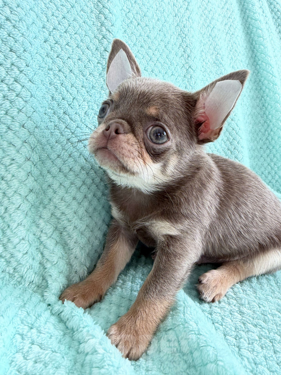 Собаки в Ижевске: Щенок чихуахуа Мальчик, 65 000 руб. - фото 4