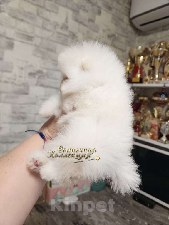 Собаки в Москве: Супер курносый супер меховой померанский шпиц Мальчик, Бесплатно - фото 3