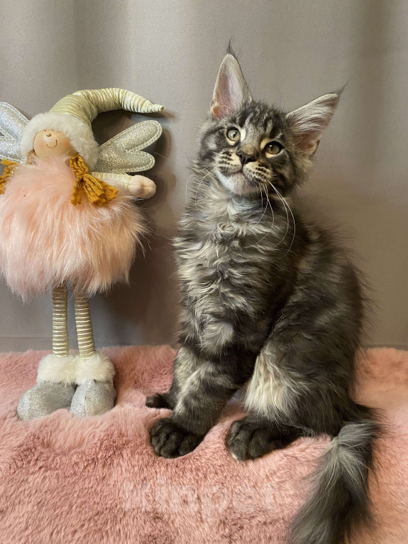 Кошки в Санкт-Петербурге: Мейн кун котенок мальчик Мальчик, 50 000 руб. - фото 4