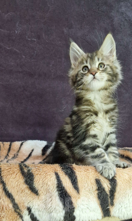 Кошки в Ижевске: Котята мейн-кун Мальчик, 60 000 руб. - фото 1