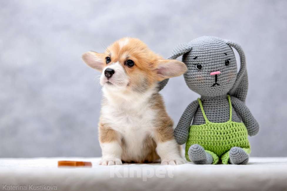 Собаки в Москве: Щенки вельш корги пемброк Мальчик, 55 000 руб. - фото 6