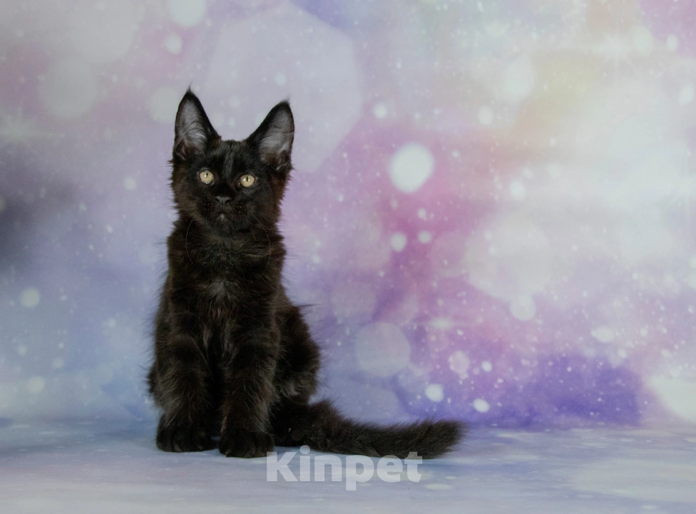 Кошки в Воронеже: Котята мейн-кун из питомника Мальчик, 50 000 руб. - фото 3
