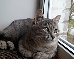 Кошки в Санкт-Петербурге: Милейший котенок ищет дом! Девочка, Бесплатно - фото 9