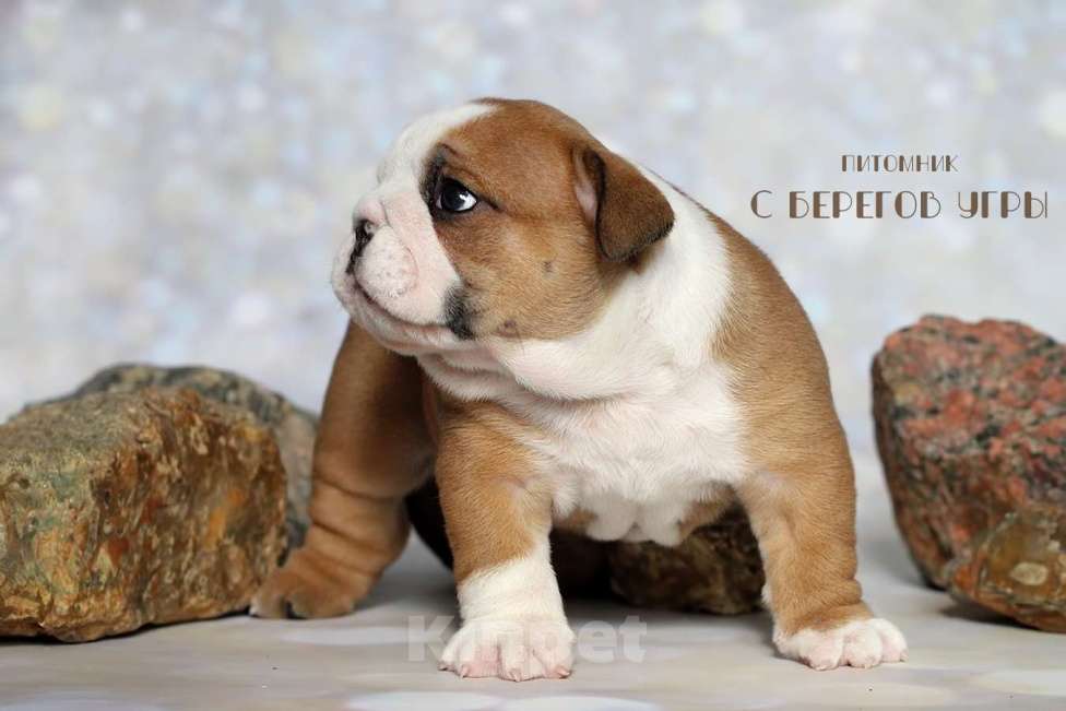 Собаки в Калуге: Щенок Английского бульдога Мальчик, 100 000 руб. - фото 2