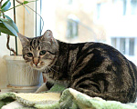 Кошки в Санкт-Петербурге: Котик с грустными глазками Мальчик, Бесплатно - фото 8