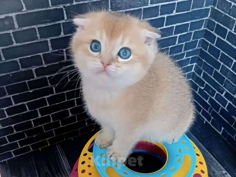 Кошки в Москве: Котик фолд ny11 Мальчик, 20 000 руб. - фото 1