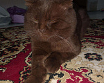 Кошки в Кстово: Кот вязка, 1 000 руб. - фото 5