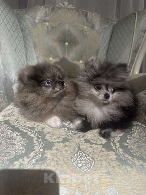 Собаки в других городах Московской области: Ягодка Девочка, 35 000 руб. - фото 2