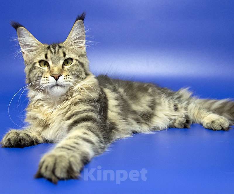 Кошки в Москве: Мейн кун котенок Девочка, Бесплатно - фото 6