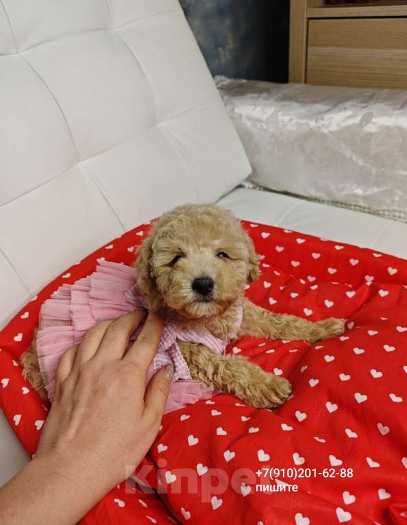 Собаки в Москве: Мальтипу девчонка  Девочка, 150 000 руб. - фото 5