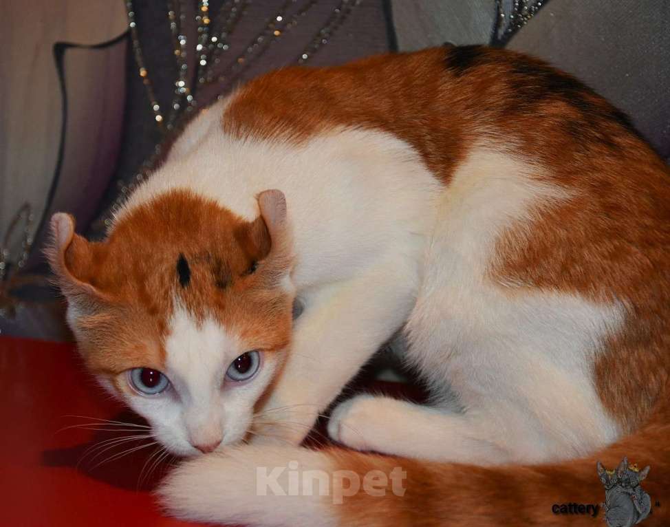 Кошки в Люберцах: Девочка DBE Девочка, Бесплатно - фото 5