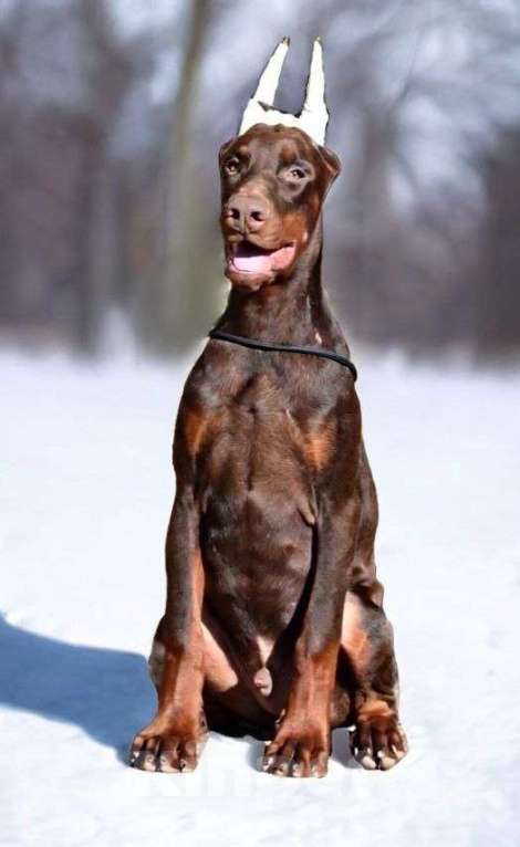 Собаки в Санкт-Петербурге: Arce Deos S-litter Мальчик, 90 000 руб. - фото 1